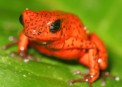 Коста-Рика: уникальная фауна